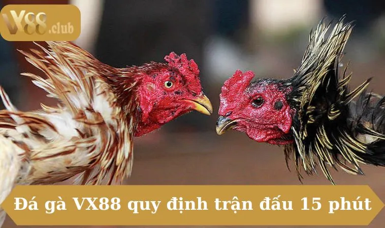 Đá gà VX88 quy định trận đấu 15 phút